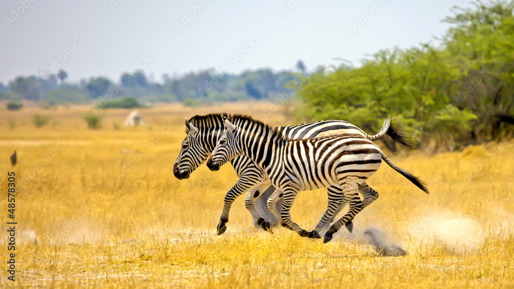 Zebras running - obrazy, fototapety, plakaty 