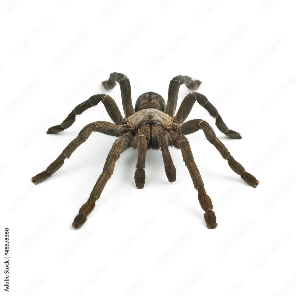 Tarantula spider Tarantula spider