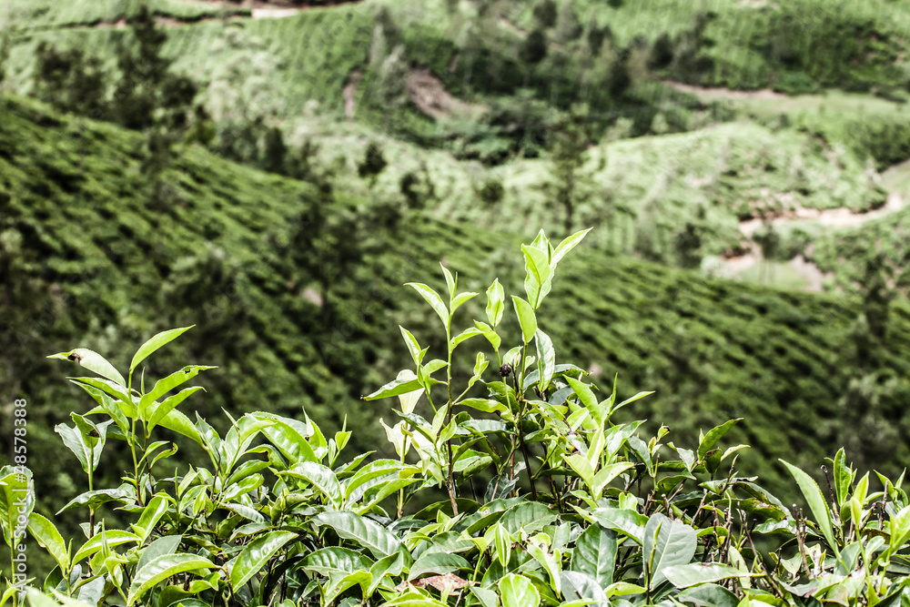 Landscape of green tea plantations. Munnar, Kerala, India Landscape of green tea plantations. Munnar, Kerala, India