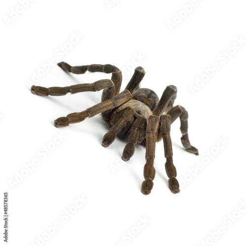 Tarantula spider