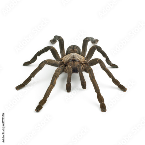 Tarantula spider photo