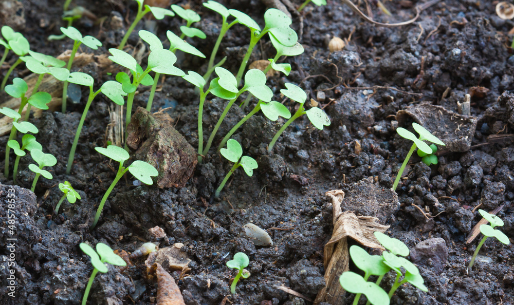 Group of the beginnings in soil Group of the beginnings in soil