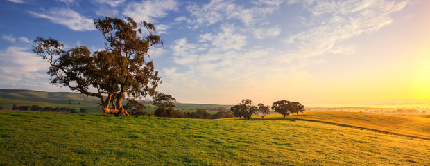 Fotobehang Australië Groene weiden van Clare Valley  © Kwest
