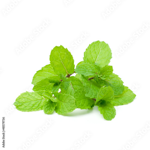 Mint aromatic herbs