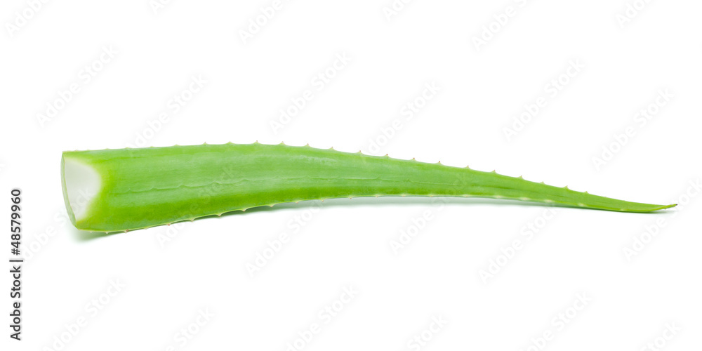 Fototapeta premium Aloe Vera