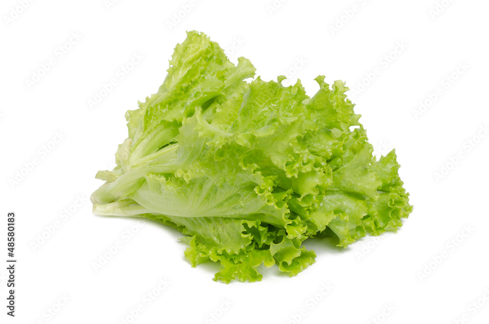 Lettuce isolated on white background Lettuce isolated on white background