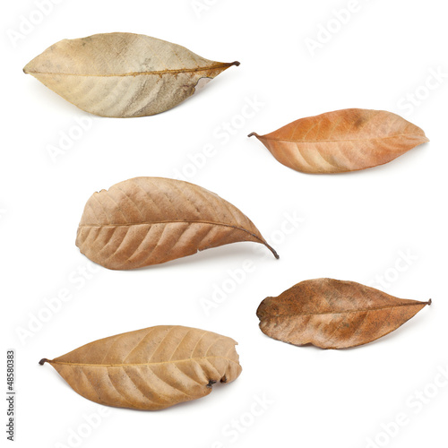 Tropical dry leaves