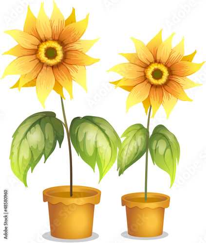 A flower plant in a pot