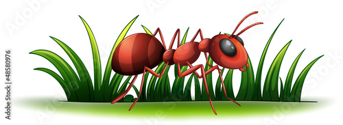 An ant