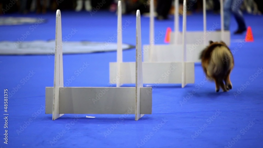 Little dog of shelti breed run and jump over barriers