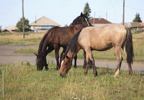 Horses grazing © Julia Mashkova