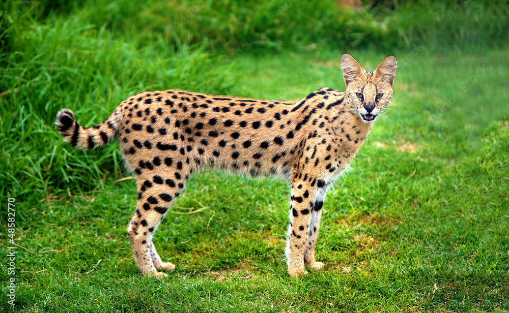 Obraz premium Alert serval cat