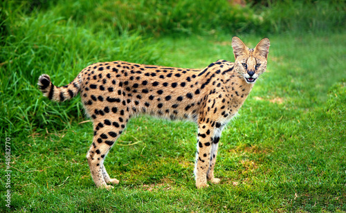 Alert serval cat photo