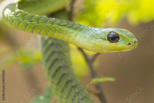 Male Boomslang snake (Dispholidus typus), South Africa