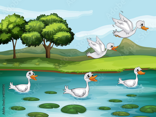 Ducks and water