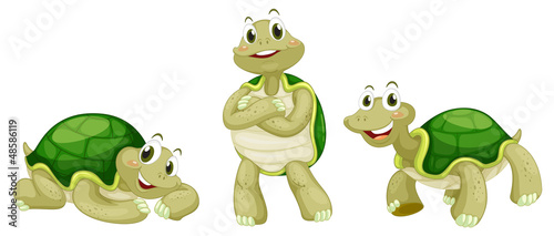 Turtles