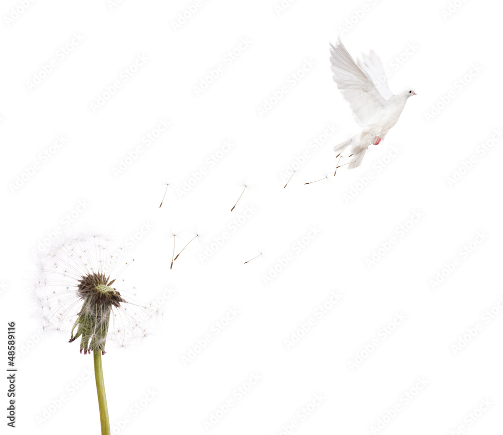 isolated white dandelion and dove