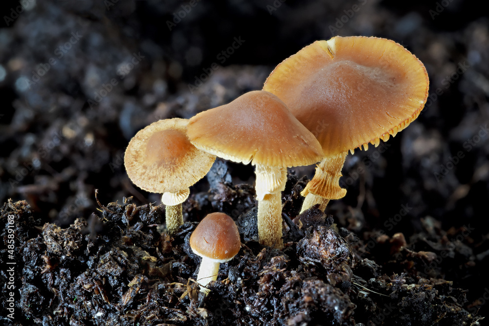 Fototapeta premium Mushrooms