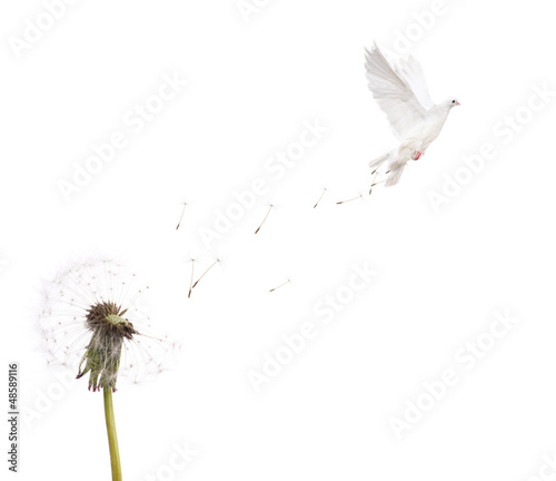 isolated white dandelion and dove