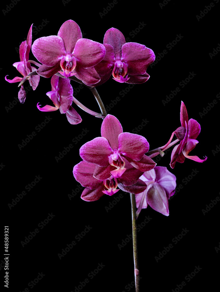 dark pink orchids branch isolated on black
