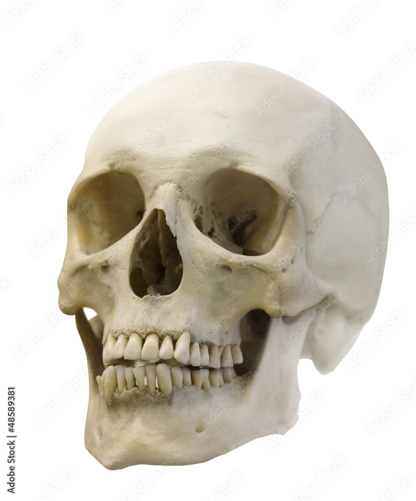 Obraz premium single skull isolated on white