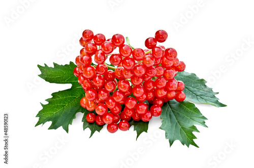 Viburnum red with leaves