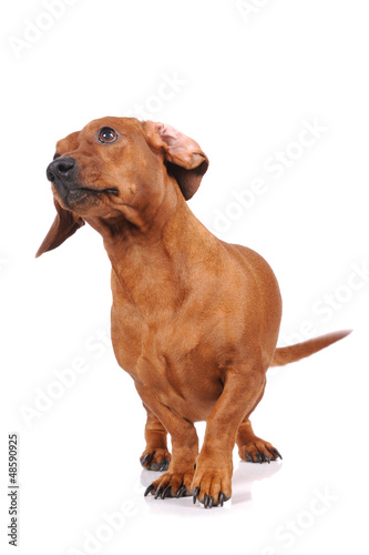 brown dachshund dog isolated over white background