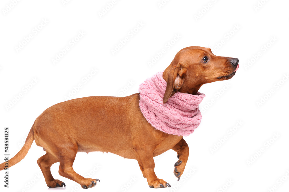 dachshund dog dressed into scarf isolated over white