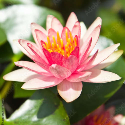 Pink Lotus in the garden - pathumthanee Thailand