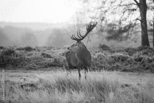 Red deer in Richmond park