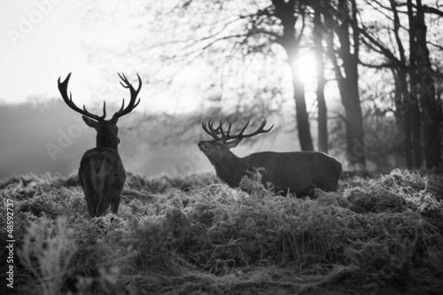 Red deer in Richmond park
