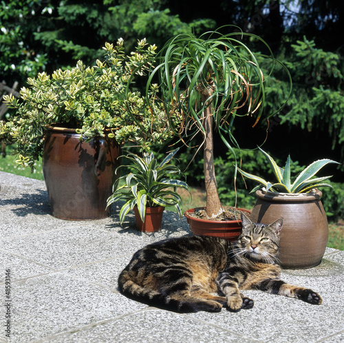 Fototapeta Naklejka Na Ścianę i Meble -  Terrasse_212726