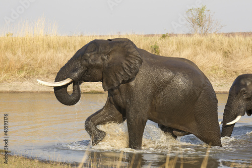 Male African Elephant, Kruger Park, (Loxodonta africana)
