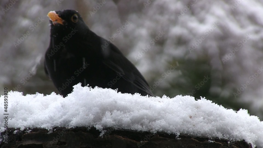 merle sous la neige