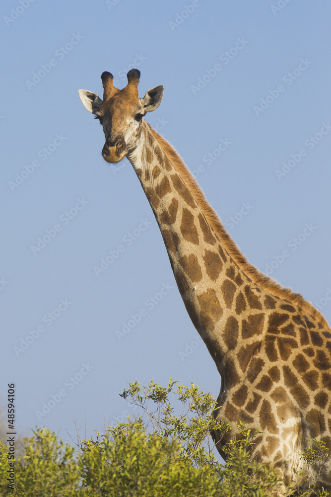 Naklejka premium Southern Giraffe, (Giraffa camelopardalis), South Africa