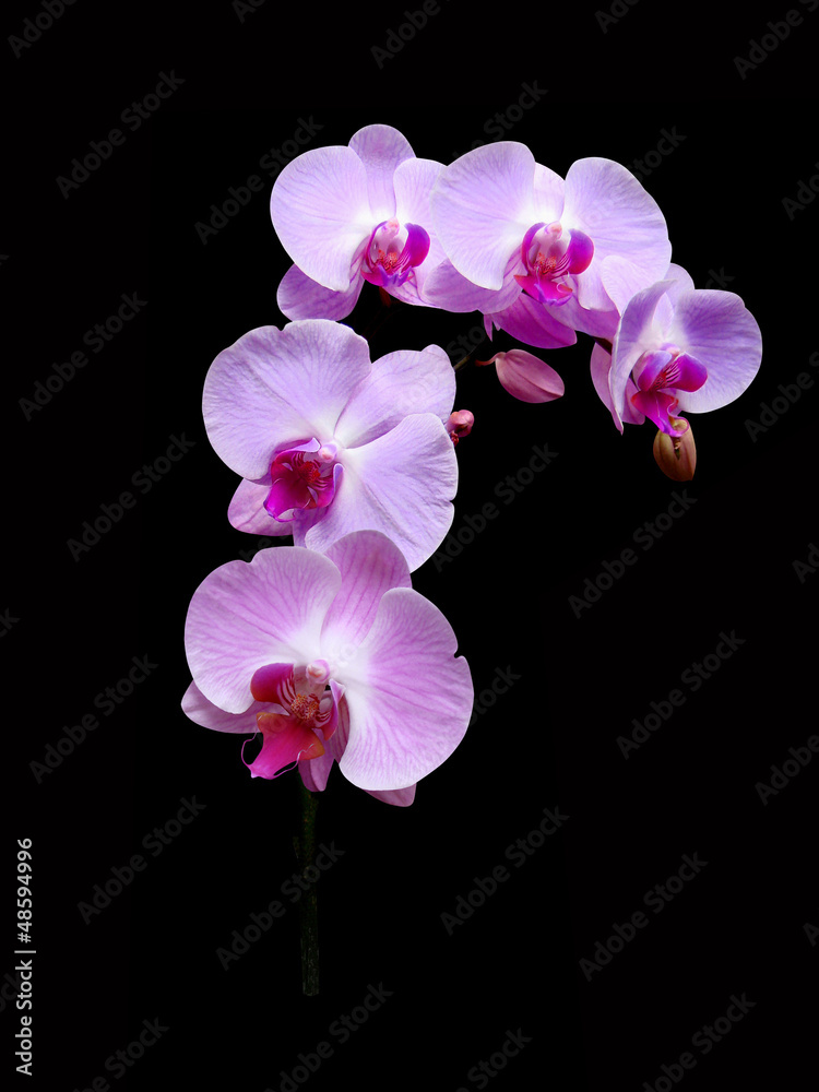 Orchids flowers it is isolated on a black background Orchids flowers it is isolated on a black background