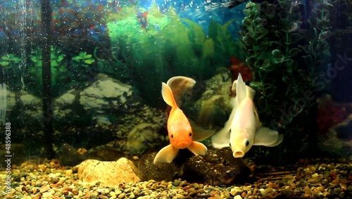 Goldfish play