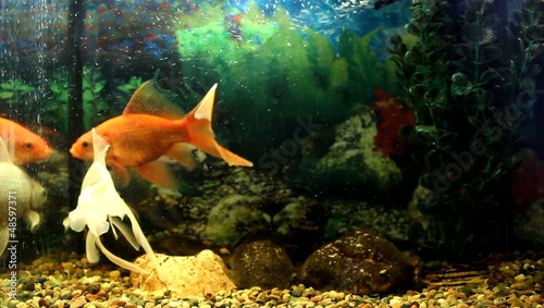 Gold fish swimming in the aquarium