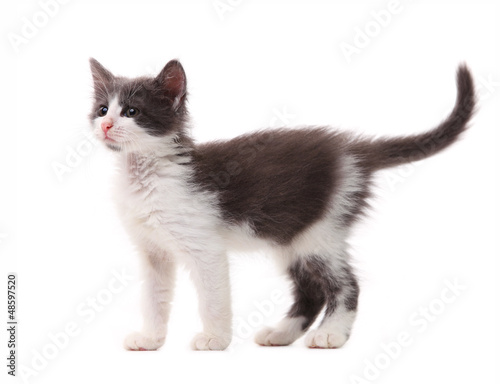 Beautiful kitten isolated over white