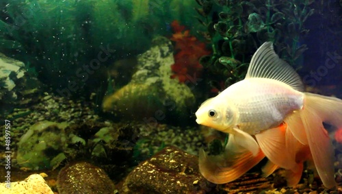 Gold Fish