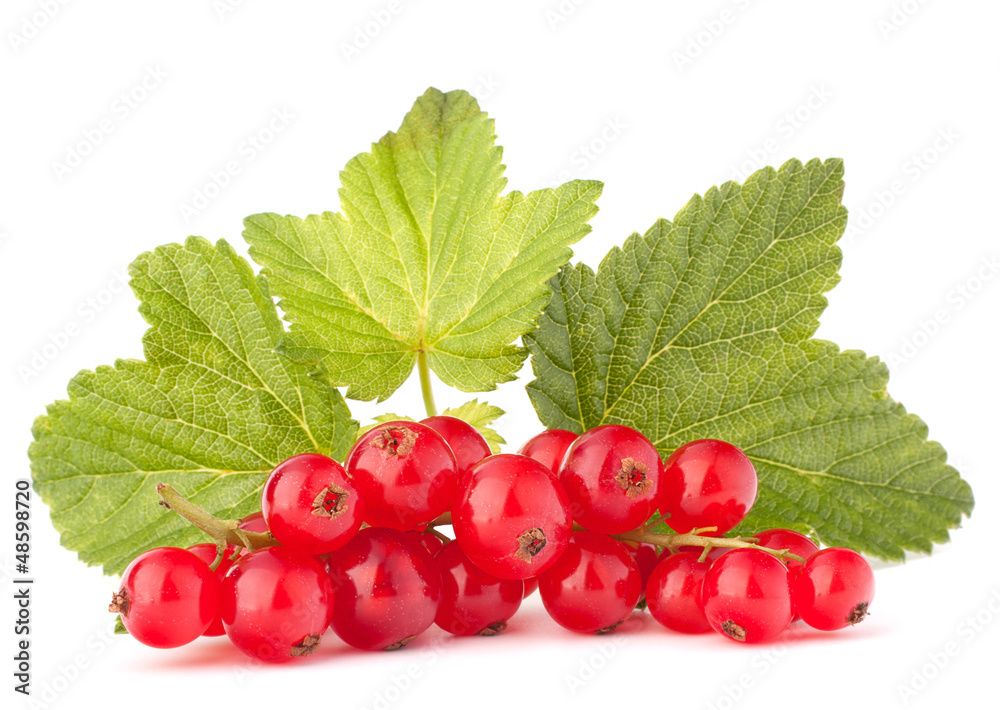 Red currants and green leaves still life Red currants and green leaves still life