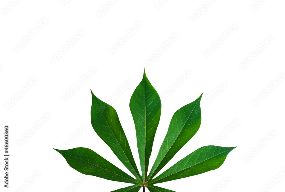 Naklejka premium A green leaf