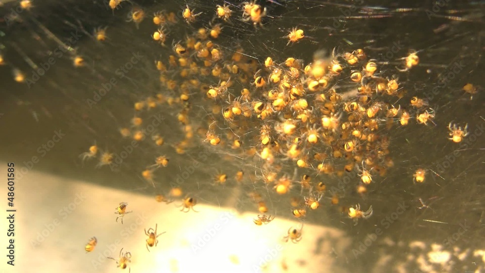 Hundreds of just born spider babies