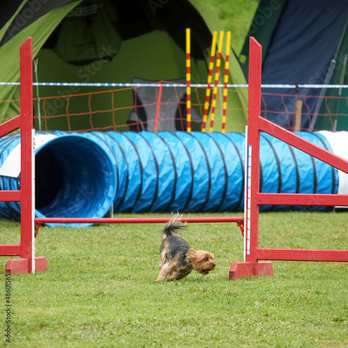 agility 3 photo