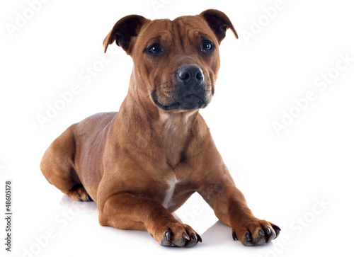 staffordshire bull terrier