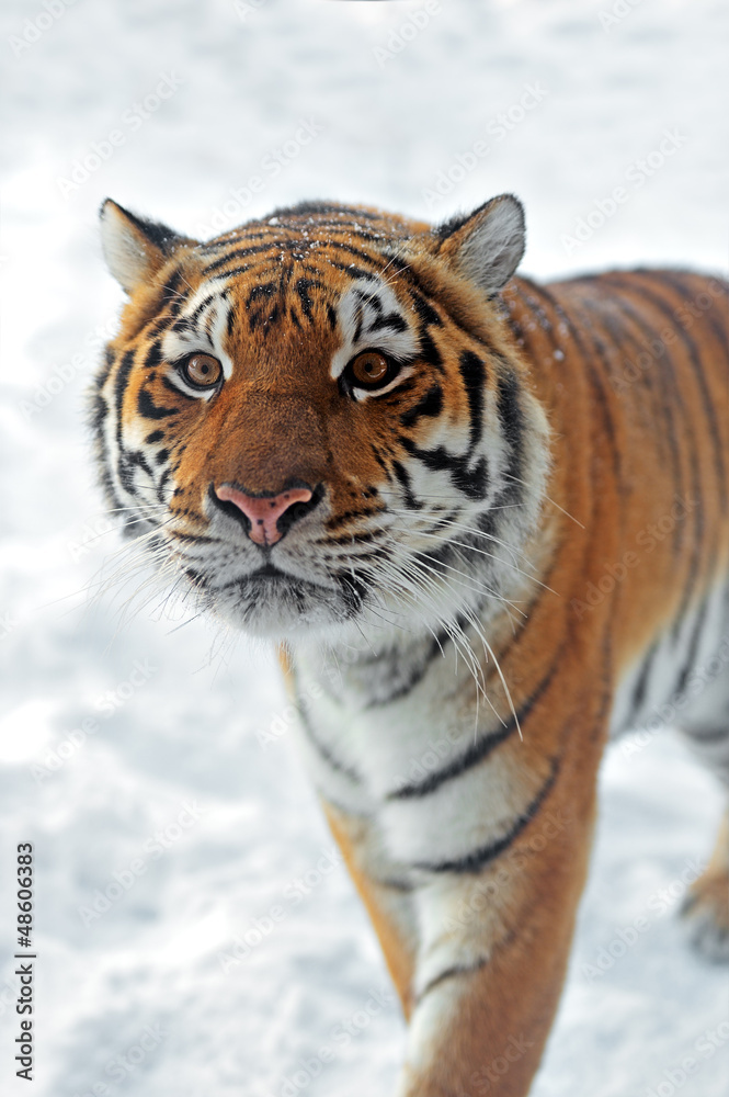 Naklejka premium Tiger