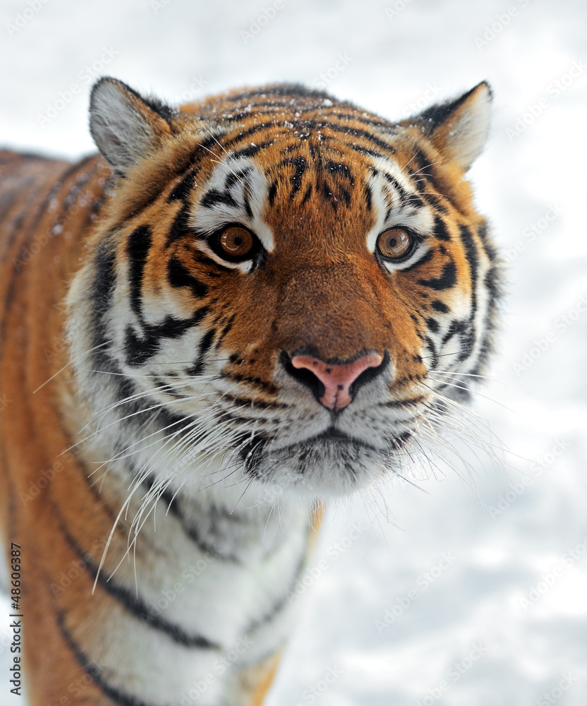 Naklejka premium Tiger