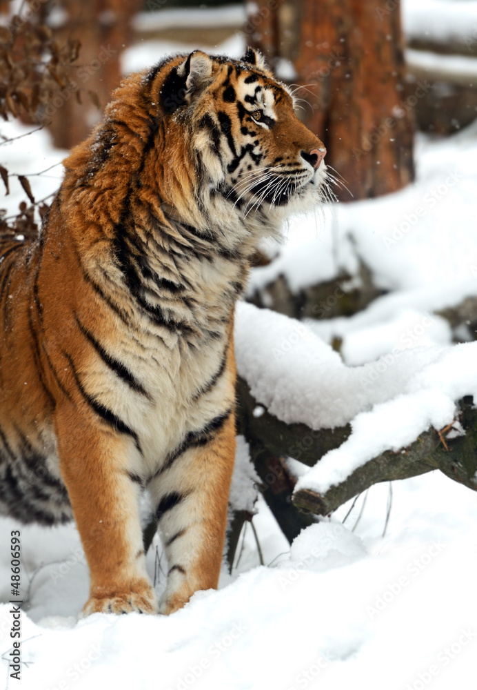 Obraz premium Tiger
