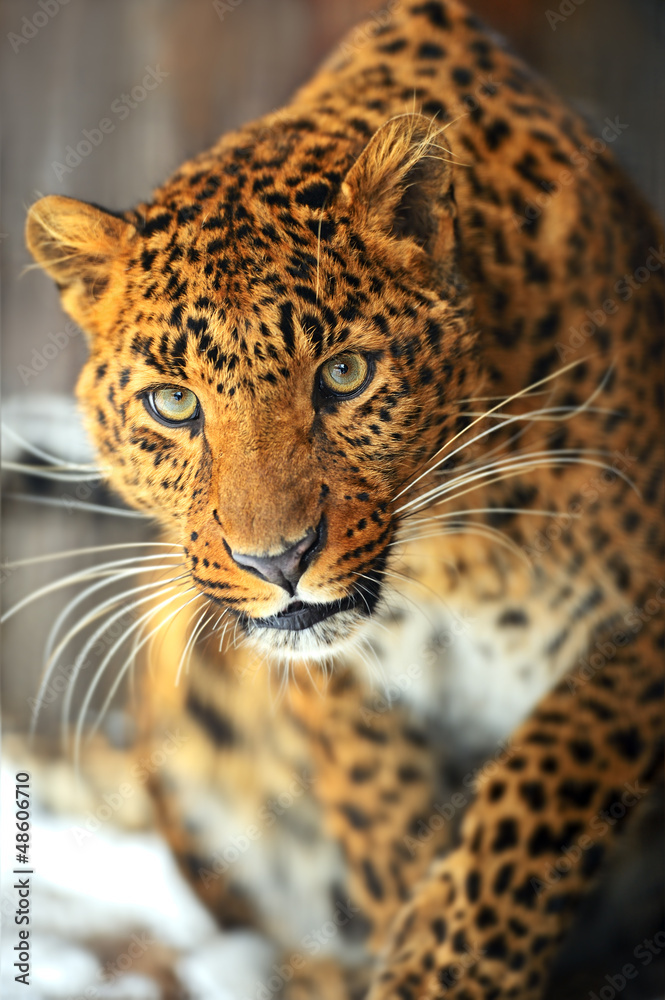 Leopard