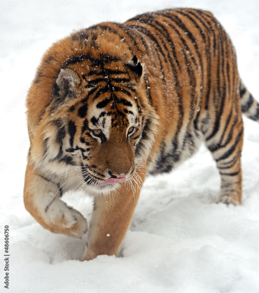 Obraz premium Tiger